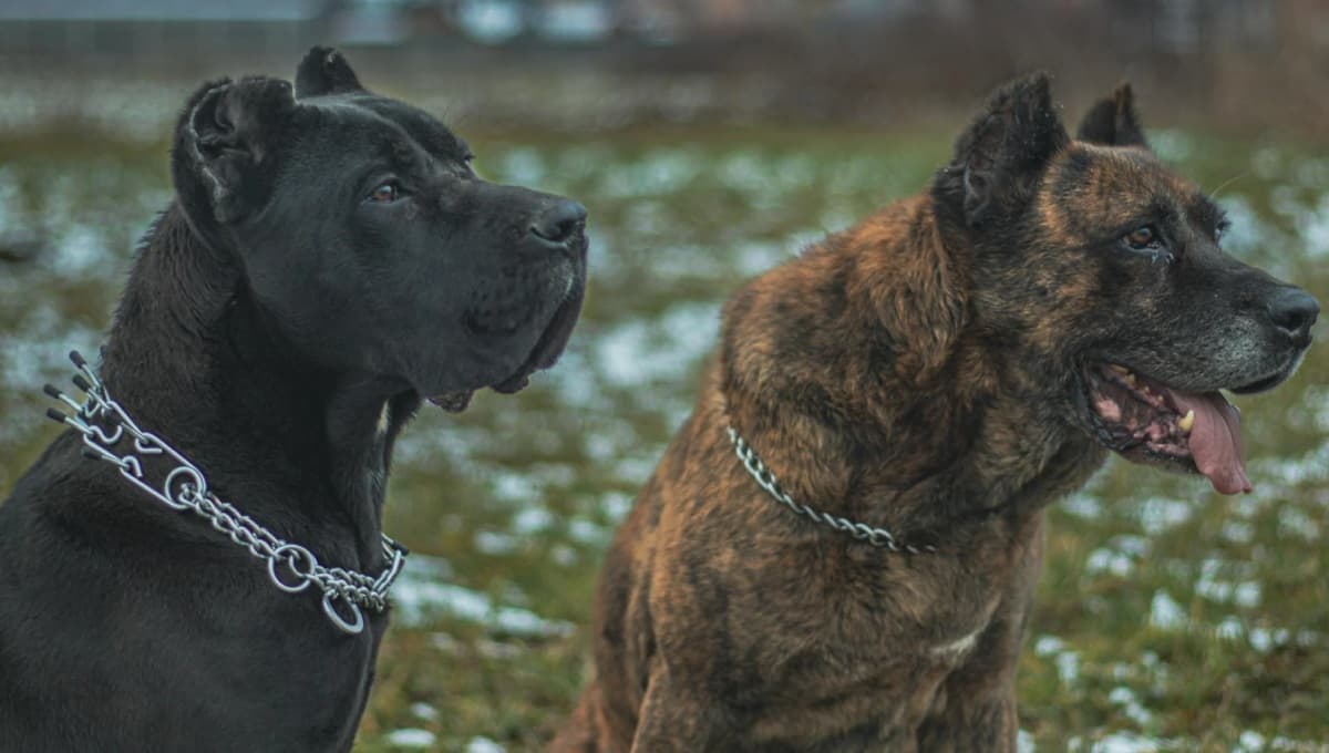 Mordida para perros fuertes