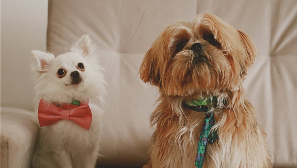 mejores razas de perros pequeños