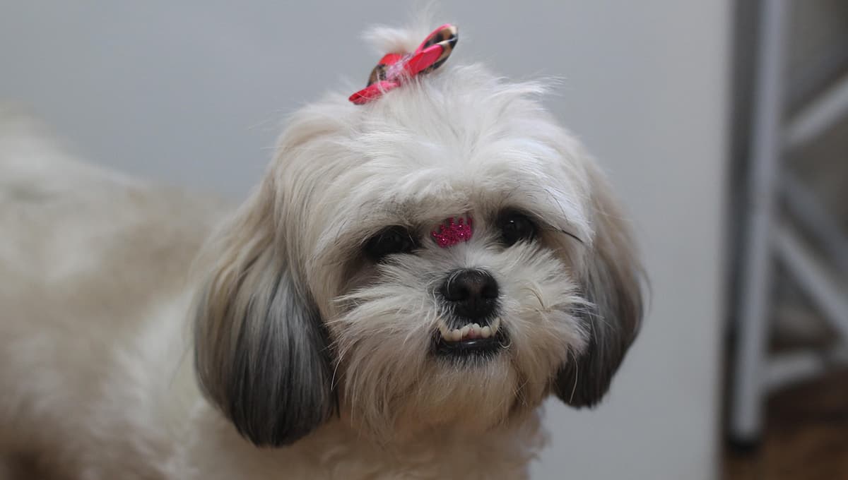 shih tzu perros razas 5 tipos