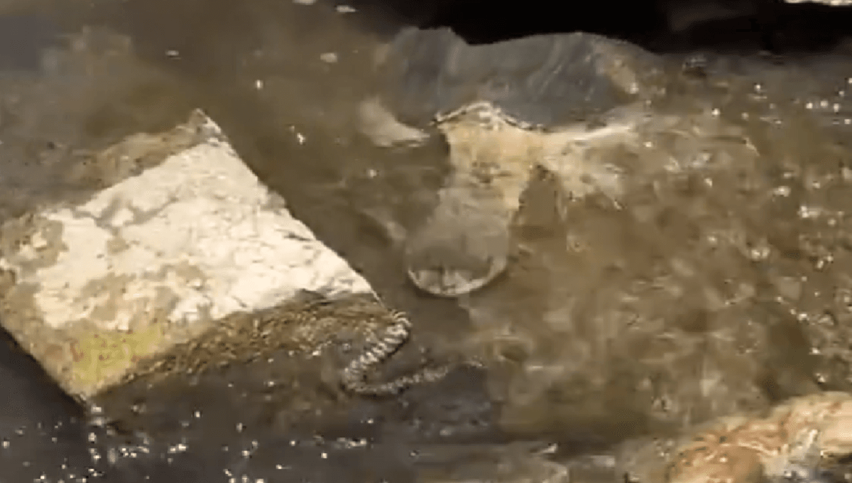 tortugas comen víboras