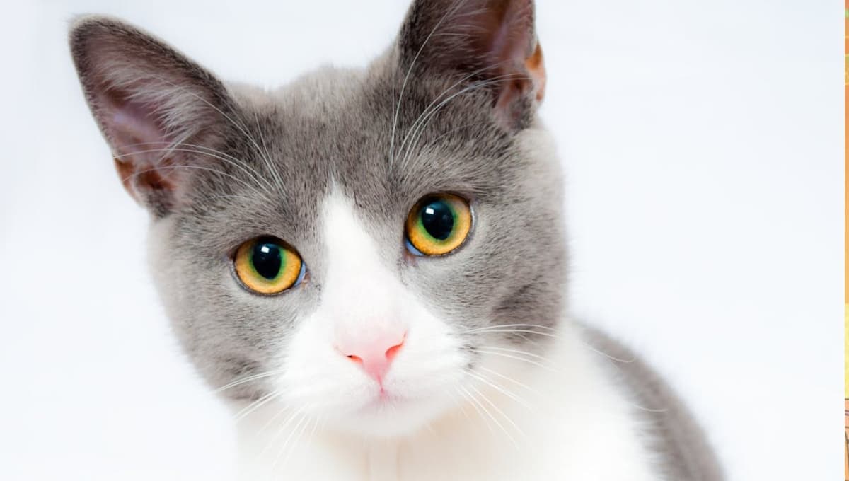 enseñar gato arenero usar