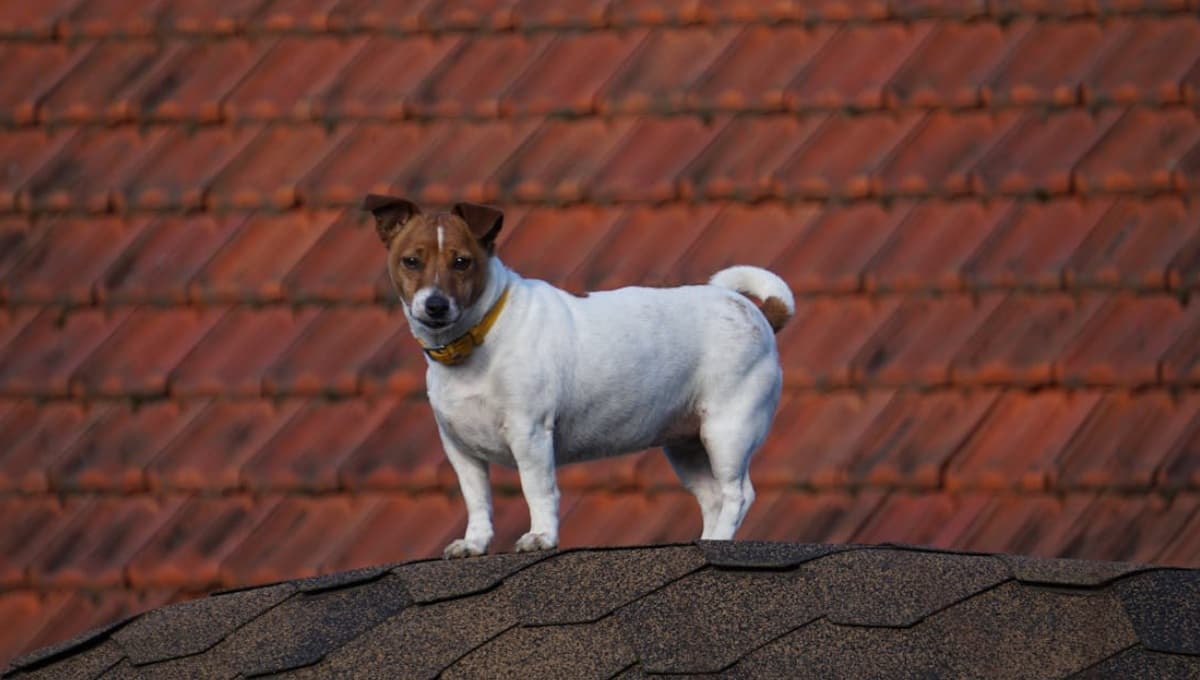 multa para los que dejan a los perros en la azotea