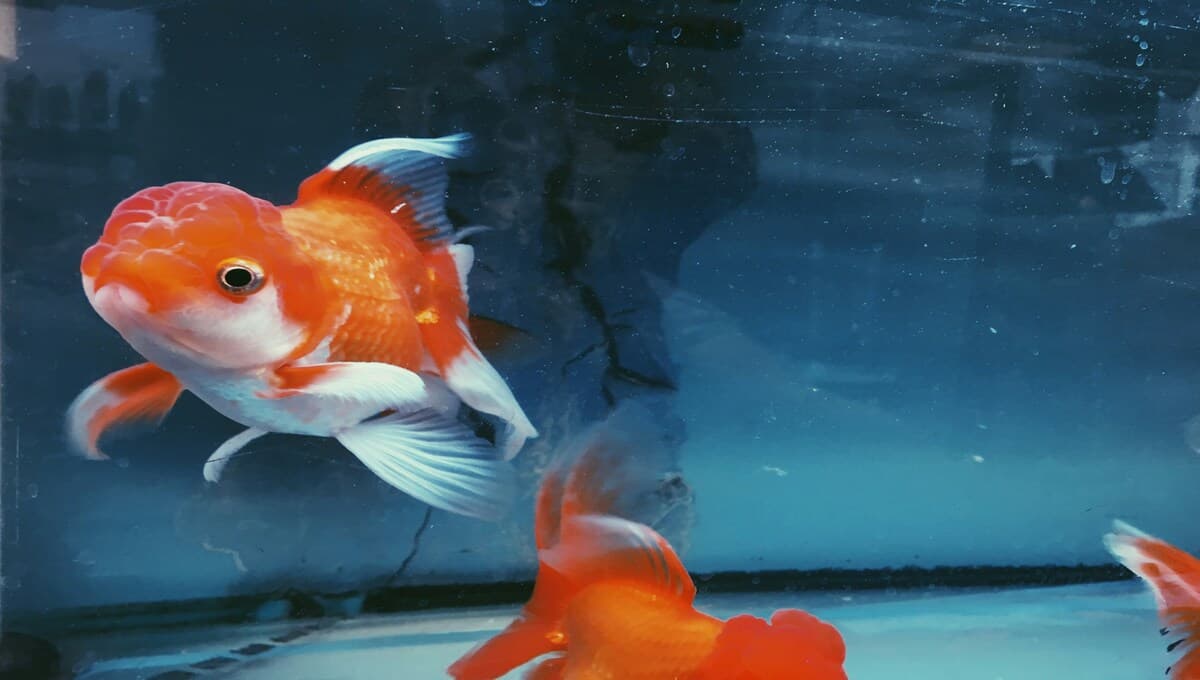 pez Oranda