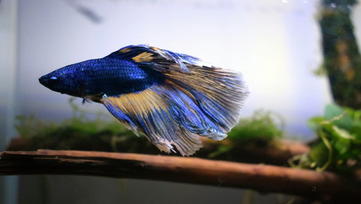 enfermedades del pez Betta