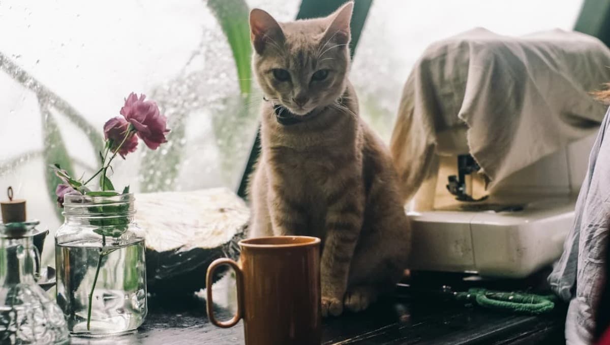 gato lluvia por qué
