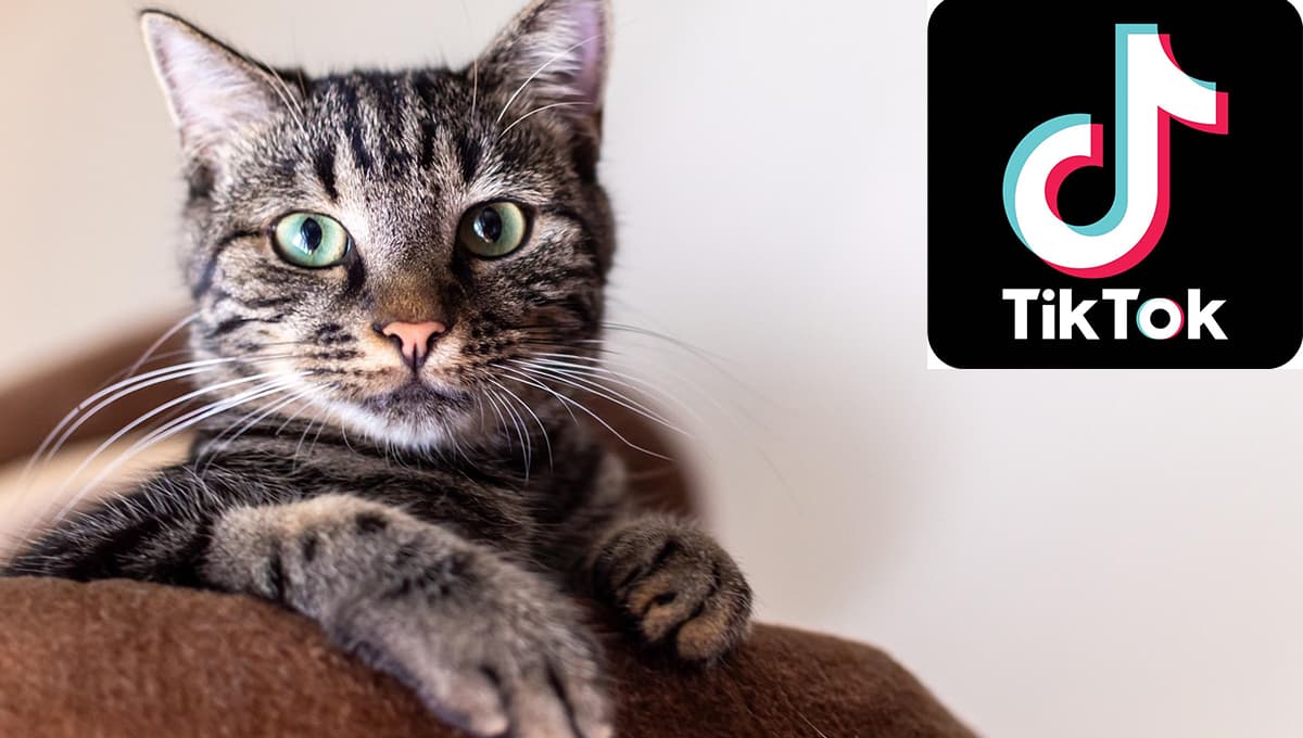 Este es el filtro de TikTok que revela si tu gato tiene pulgas