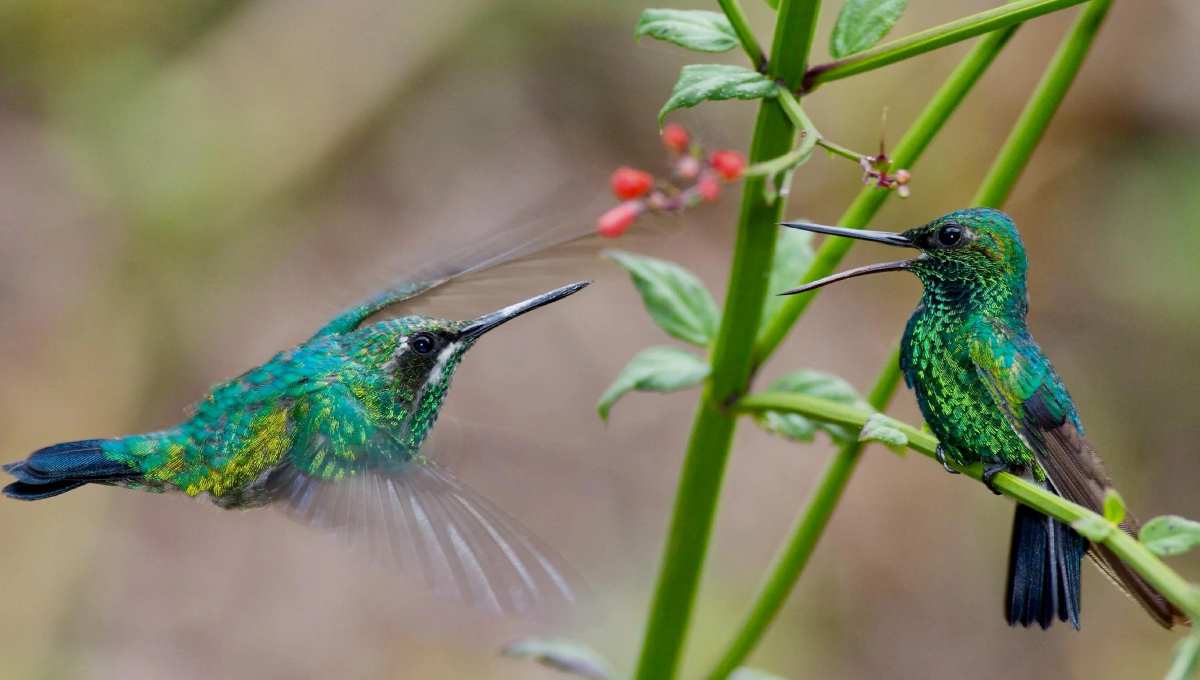 colibríes planta atraer