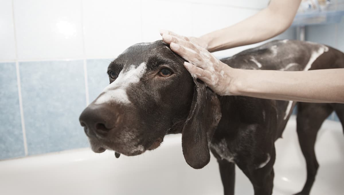 ¿Cuáles son las pensiones para perros en CDMX?