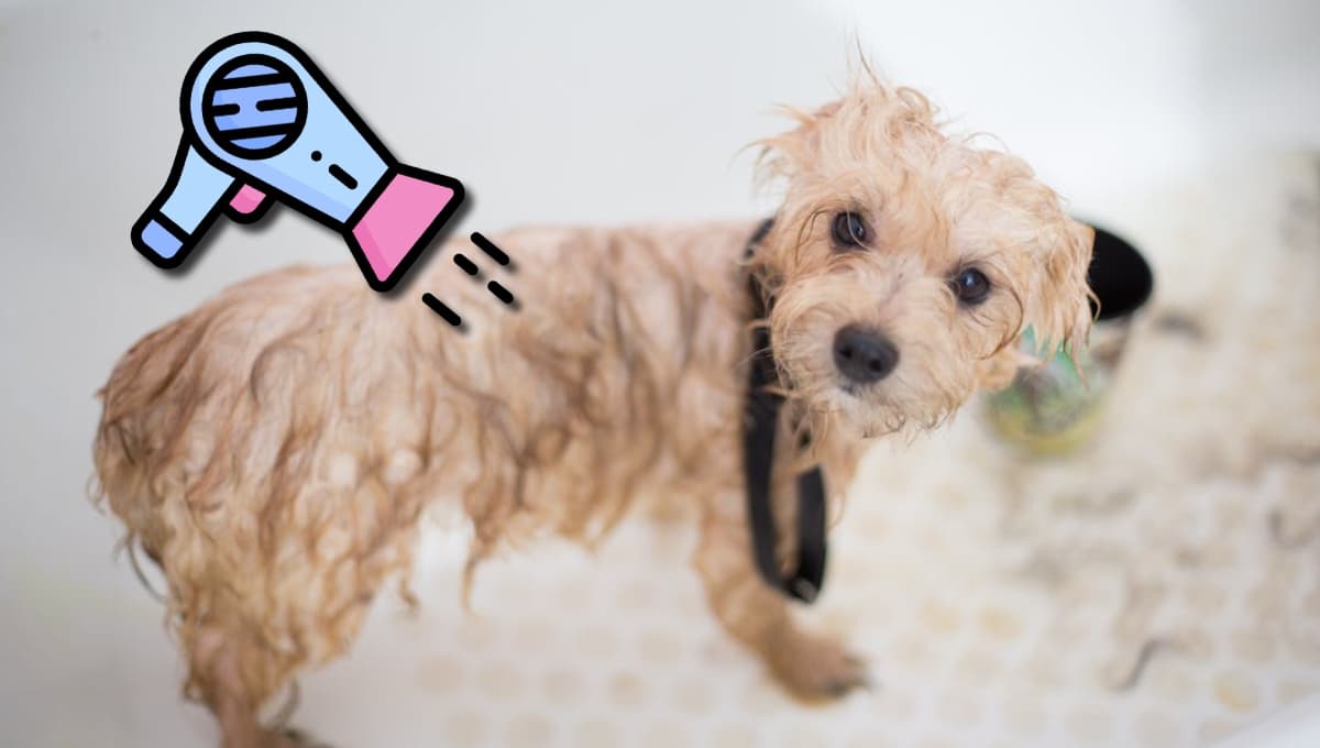 secadora perro idea bueno
