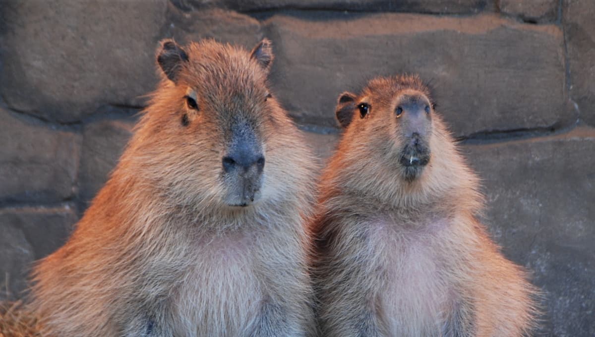 Capibaras en peligro