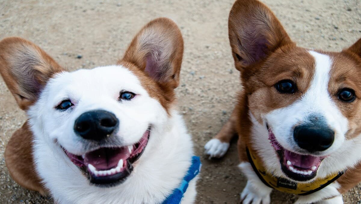 localizador gps para mascotas
