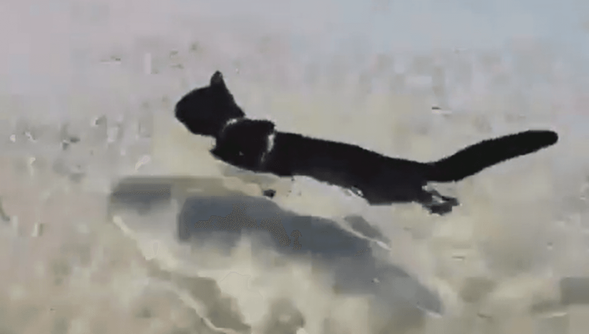 gatos nadan