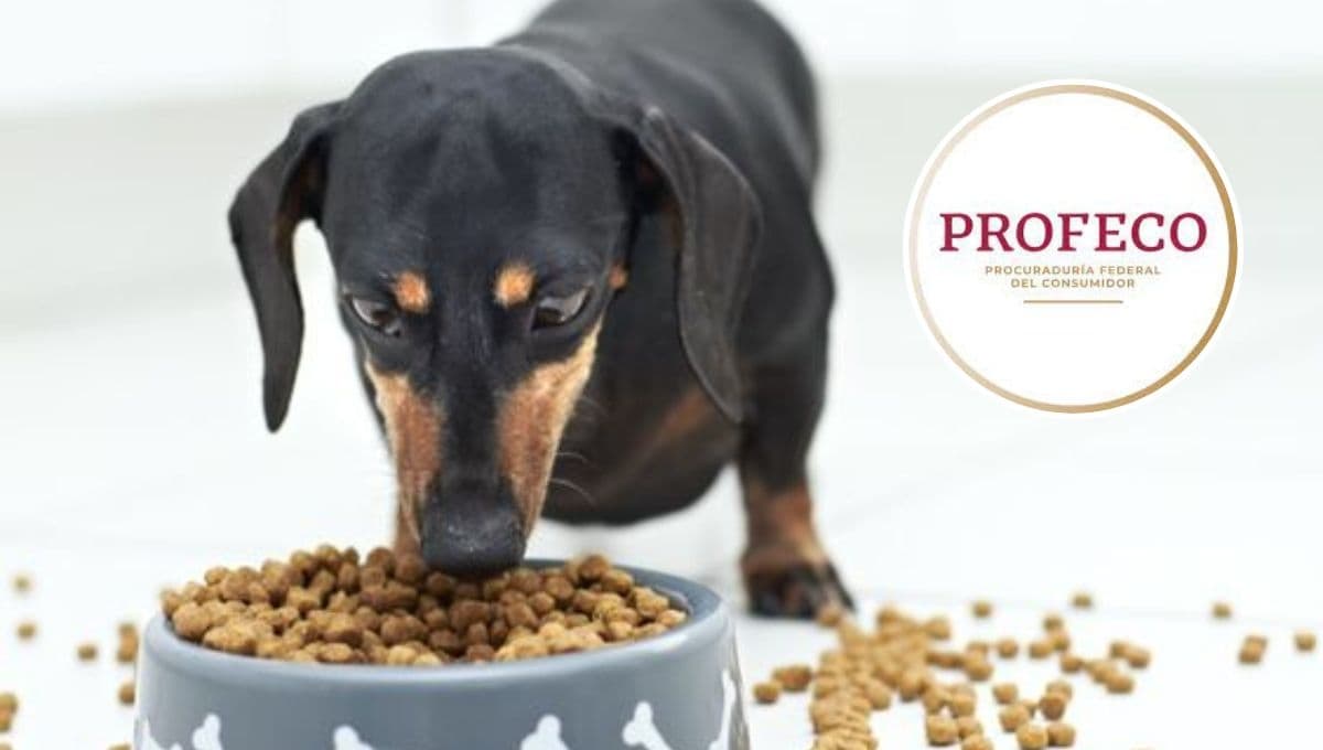 ¿Y tú cuál le das? Profeco revela las 10 mejores croquetas para perro
