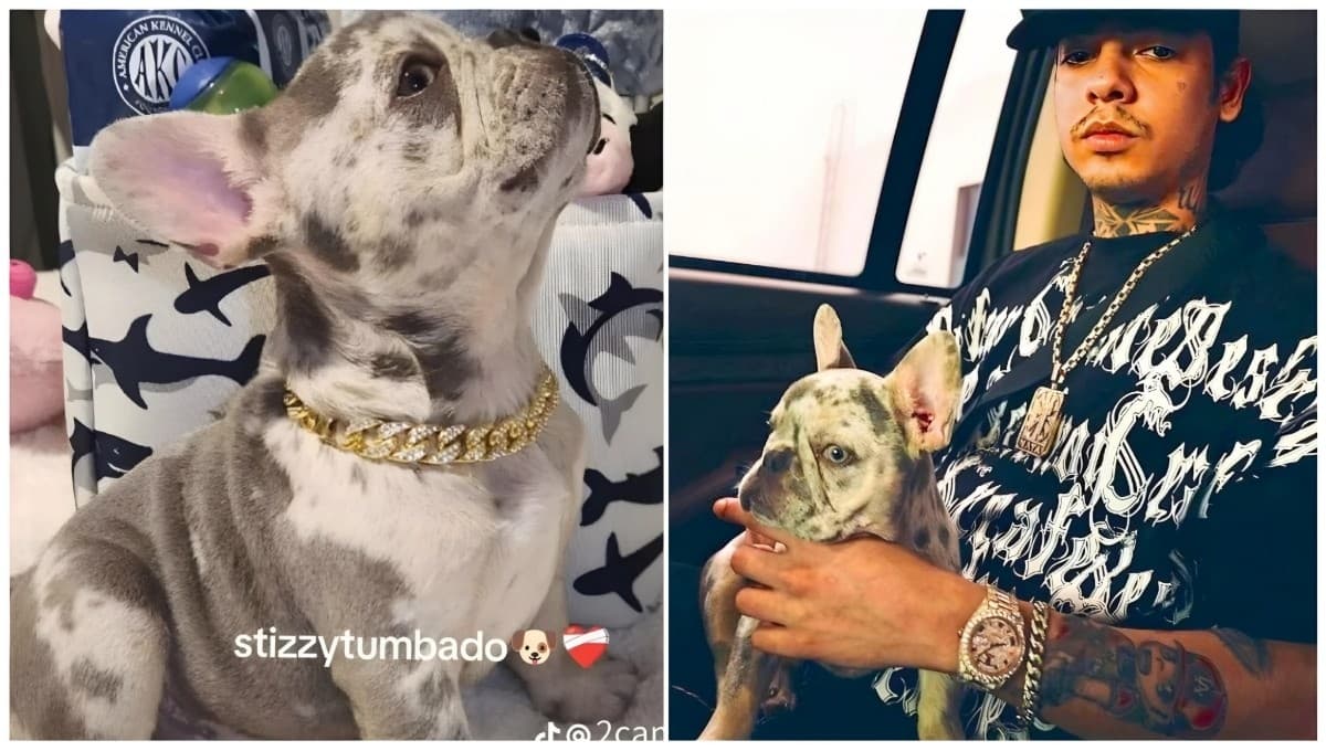 FOTOS: Conoce a Stizzy, el perro de Natanael Cano