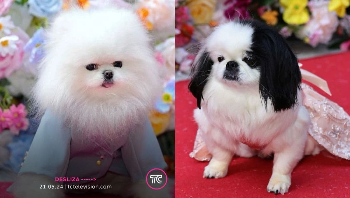 Pet Gala: los mejores outfits del desfile de modas de perros en Nueva York
