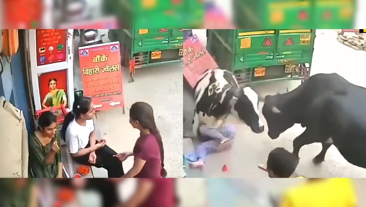 Vacas se pelean en la calle y ATROPELLAN a dos mujeres que estaban sentadas: VIDEO