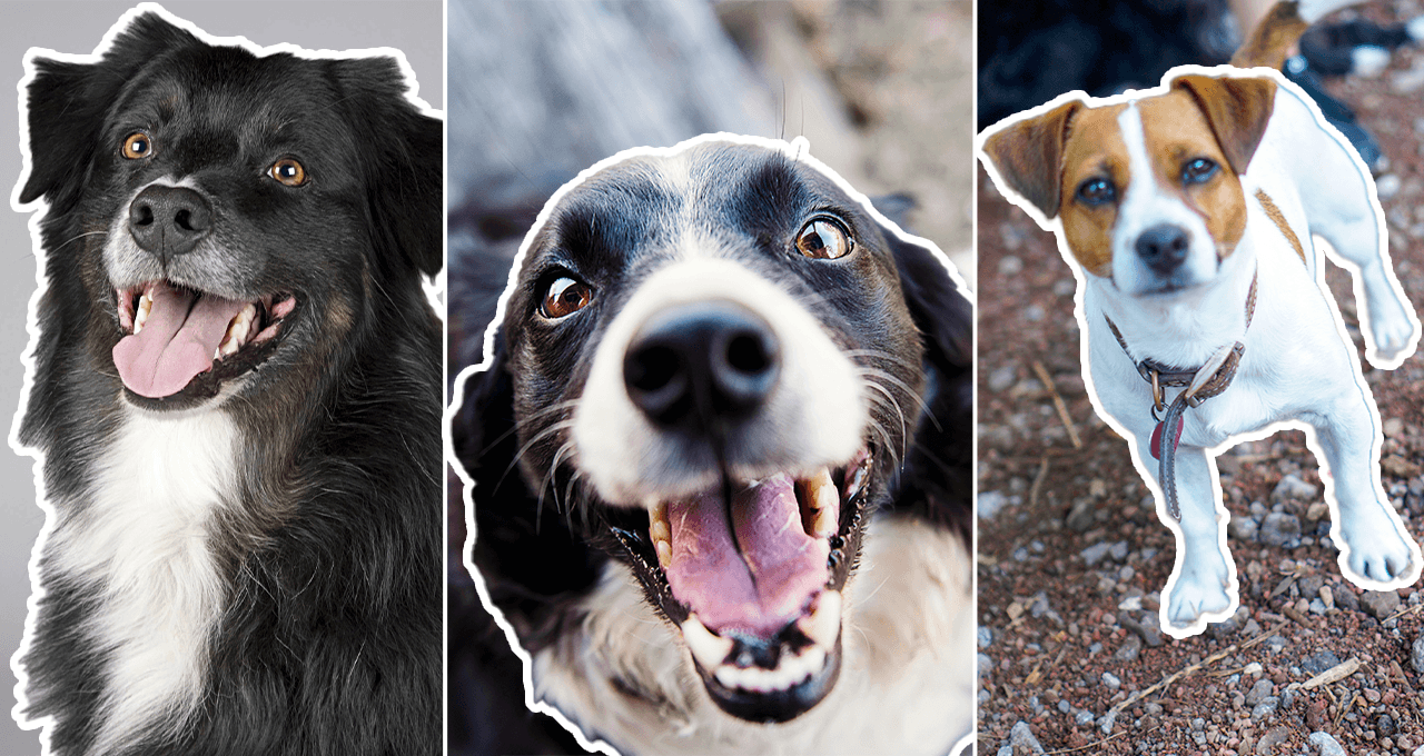 15 fotos que muestran los beneficios de jugar con tu perro en el Parque México