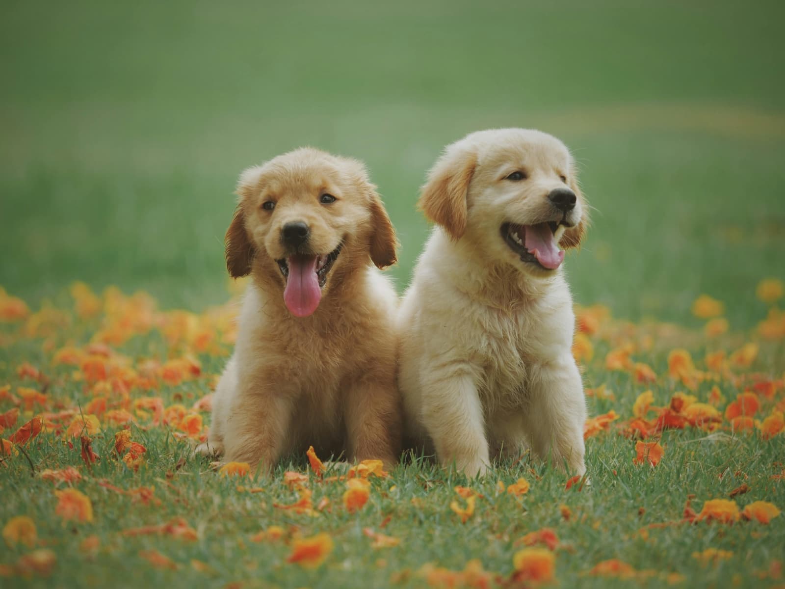 ¿Cuántos años vivirá tu perro? Este truco lo revela