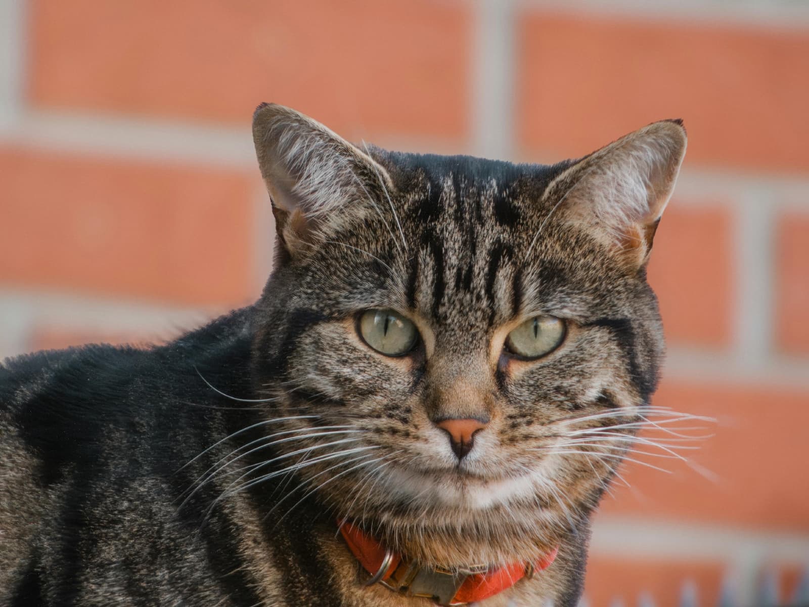 Ciencia revela cuál es la raza más agresiva de gatos y la razón