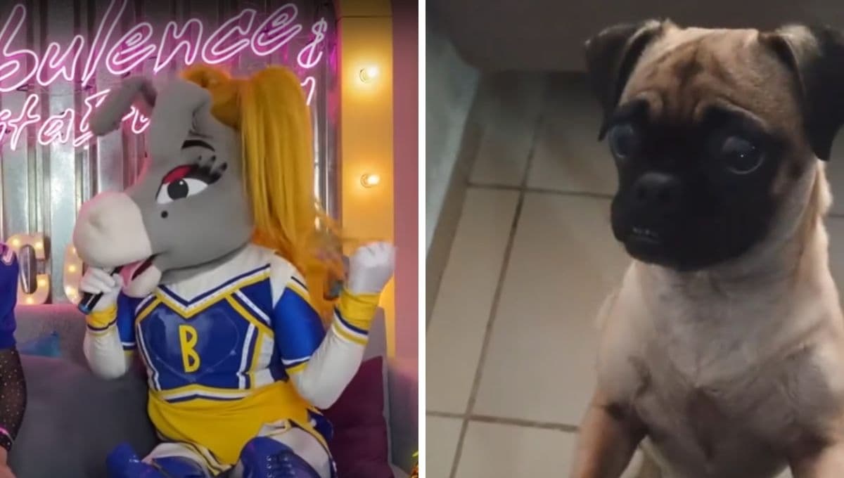 "Qué onda, nada ¿y tú?", origen del audio viral en TikTok y los mejores videos de perritos