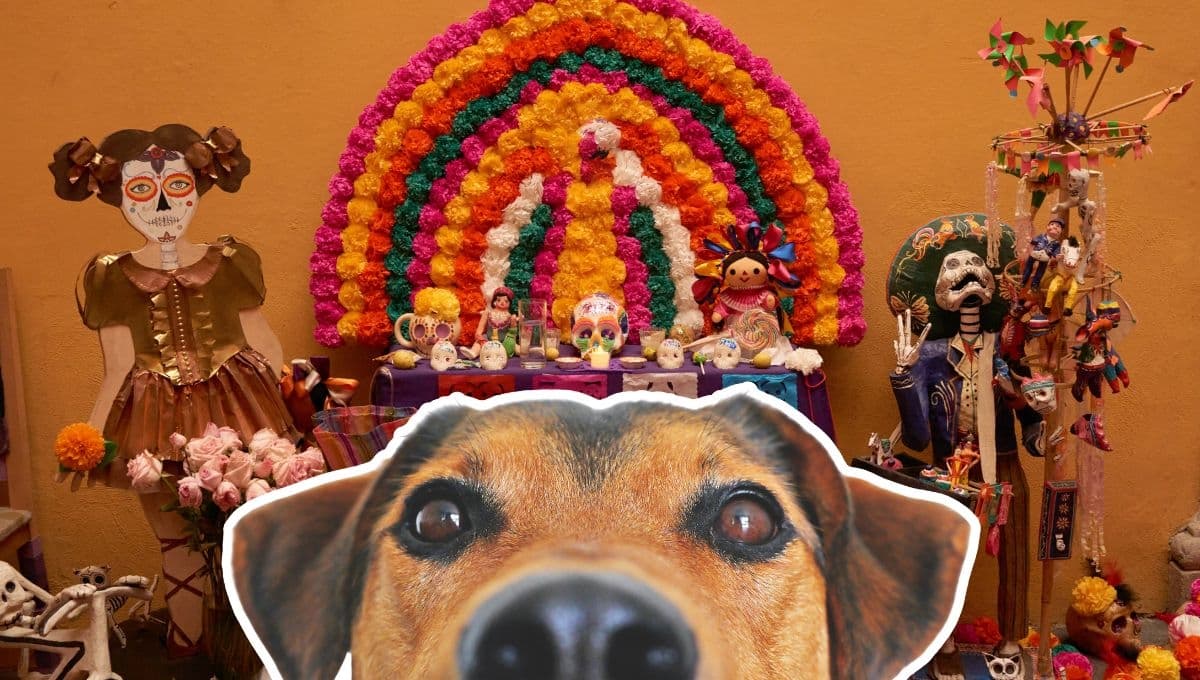Matan a 25 perritos en el Bosque de Nativitas en Xochimilco y los honran con ofrenda de Día de Muertos