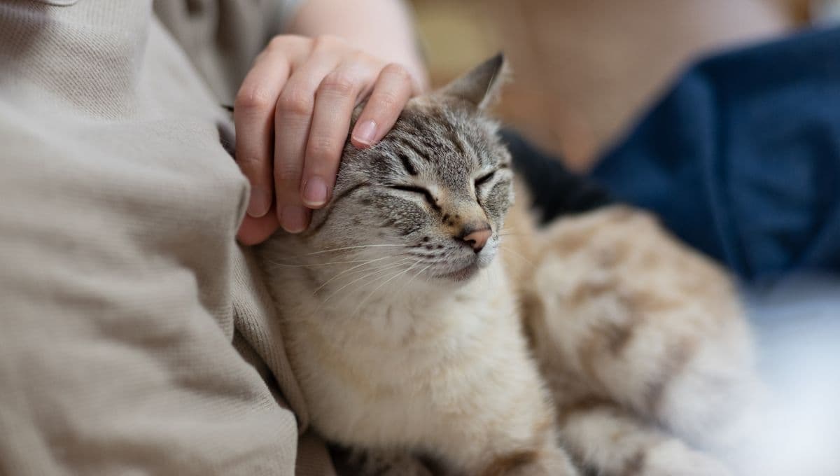 ¿Cómo hacer que mi gato sea más cariñoso conmigo? 3 claves para que sea más unido a ti