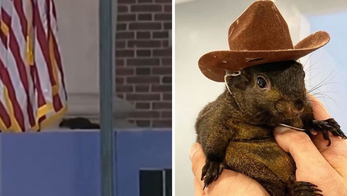 El "espíritu" de Peanut se hace presente en discurso de Kamala Harris y se vuelve viral | VIDEO