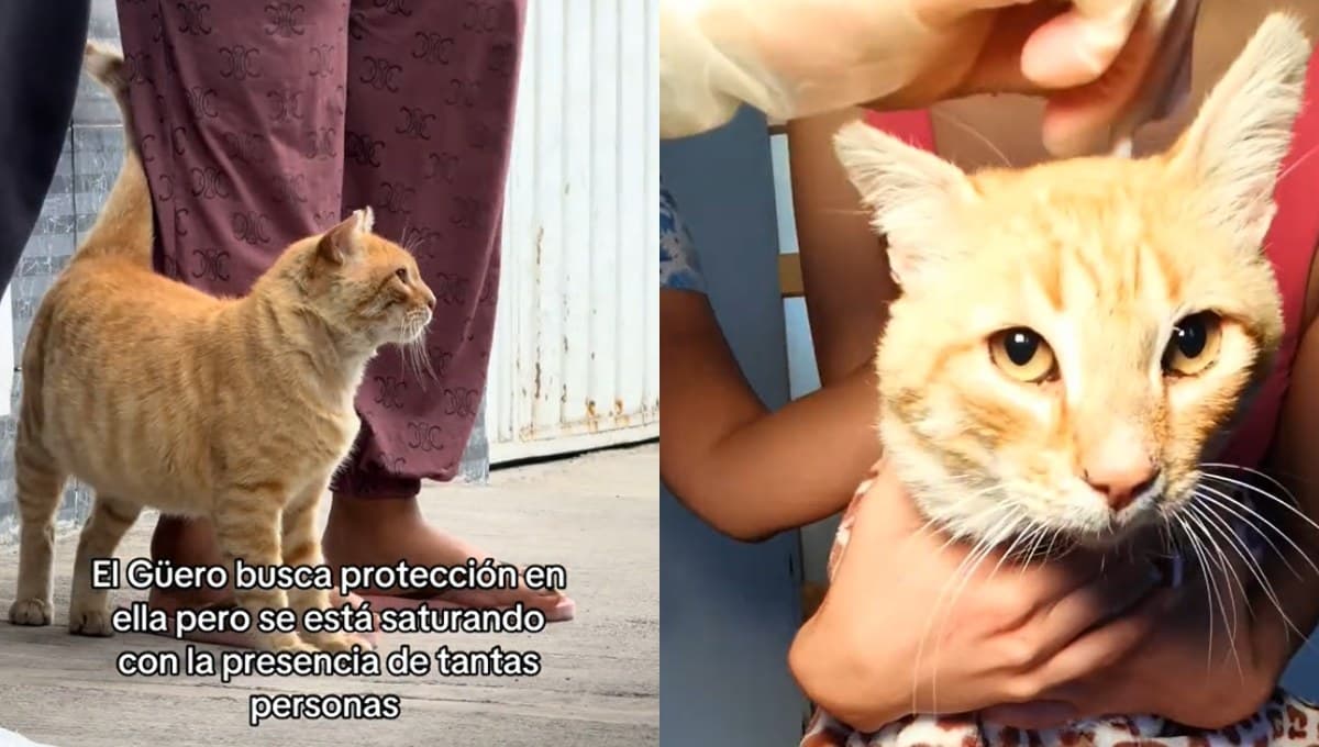 Güero, el gatito naranja que pasó por todas las emociones existentes tras ser rescatado