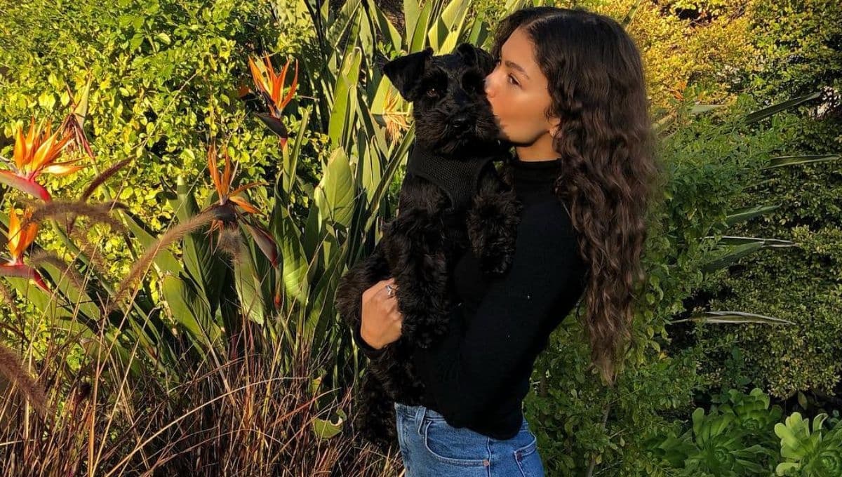 Así es la lujosa vida de Noon, el perro de Zendaya