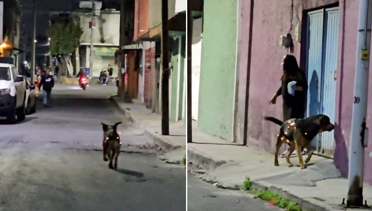 Perrito lleva el espíritu navideño en la piel, se pasea con una serie por la calle