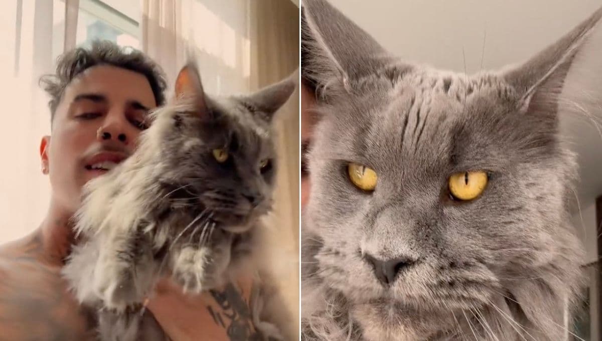 ¿Qué raza es el gato azul de Rauw Alejandro? Todo sobre Kemuri, su mascota