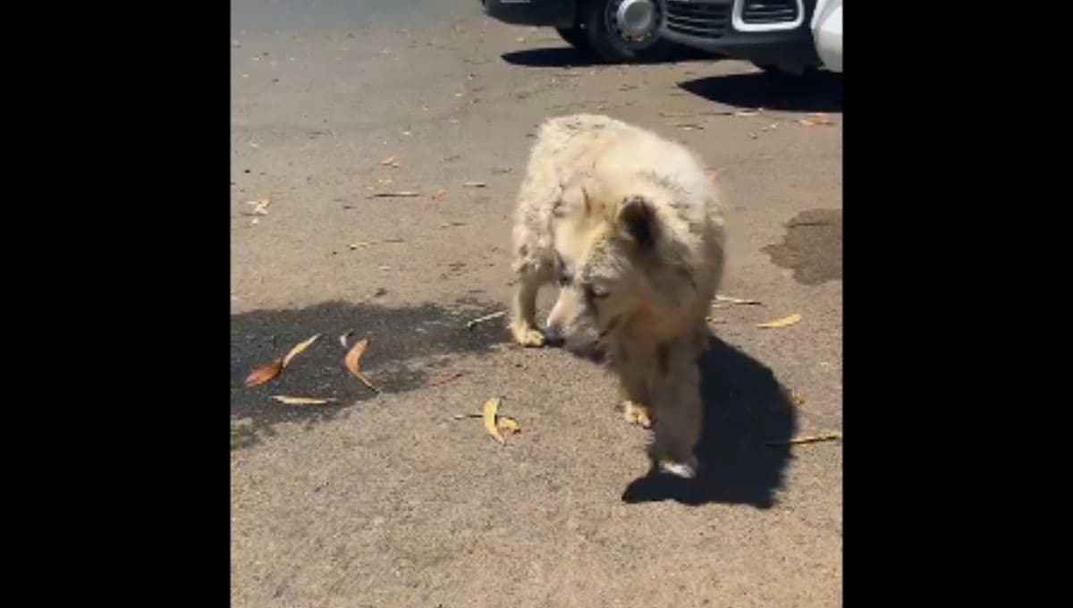 Ella es Chuletita, la perrita ciega que fue rescatada de un estacionamiento (VIDEO)