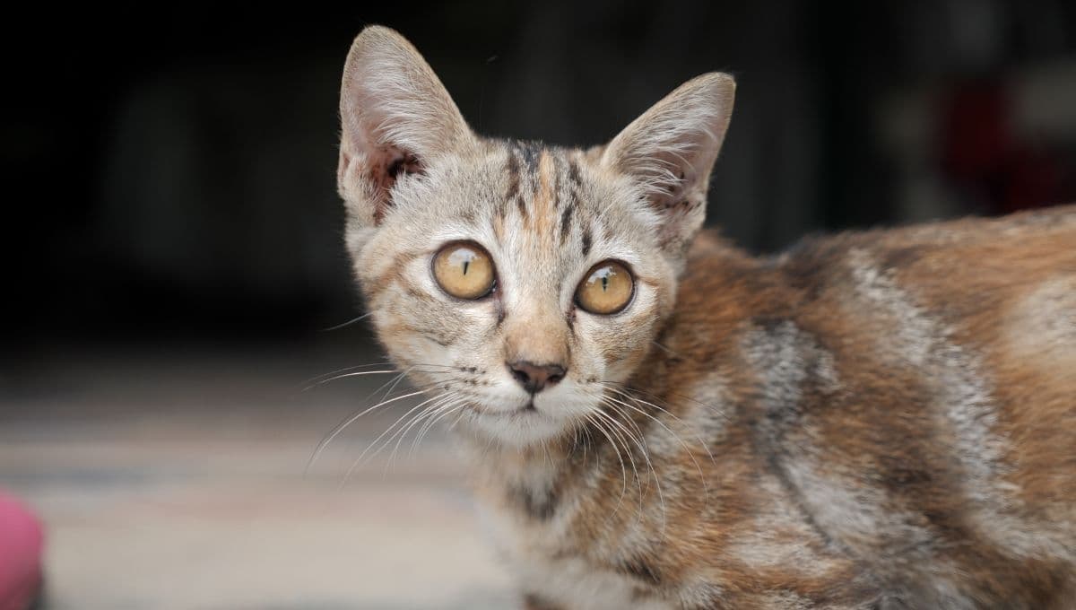 ¿Cómo sé si mi gato tiene leucemia? síntomas