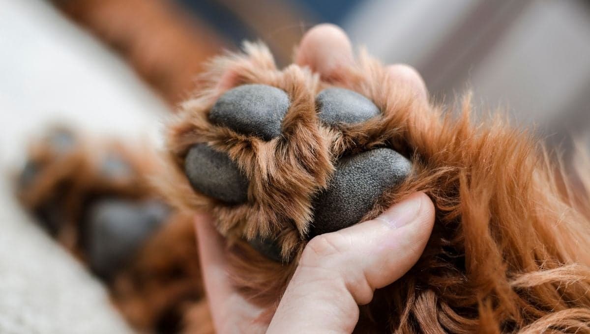 ¿Cómo se ven las almohadillas sanas de un perro?