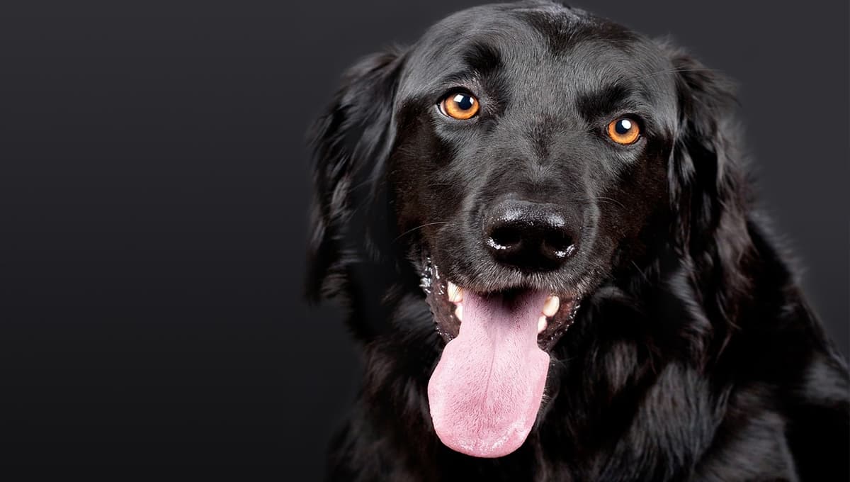 UNAM alerta sobre el jadeo de los perros y por qué es un riesgo para su salud