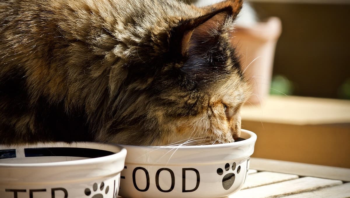 Pocos las compran, pero Profeco dice que son de las mejores croquetas para gato