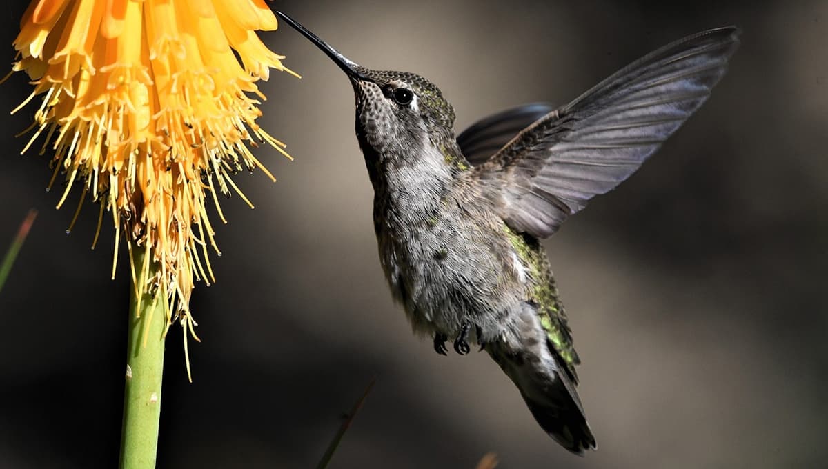 ¿Cómo saber si un colibrí está muriendo?
