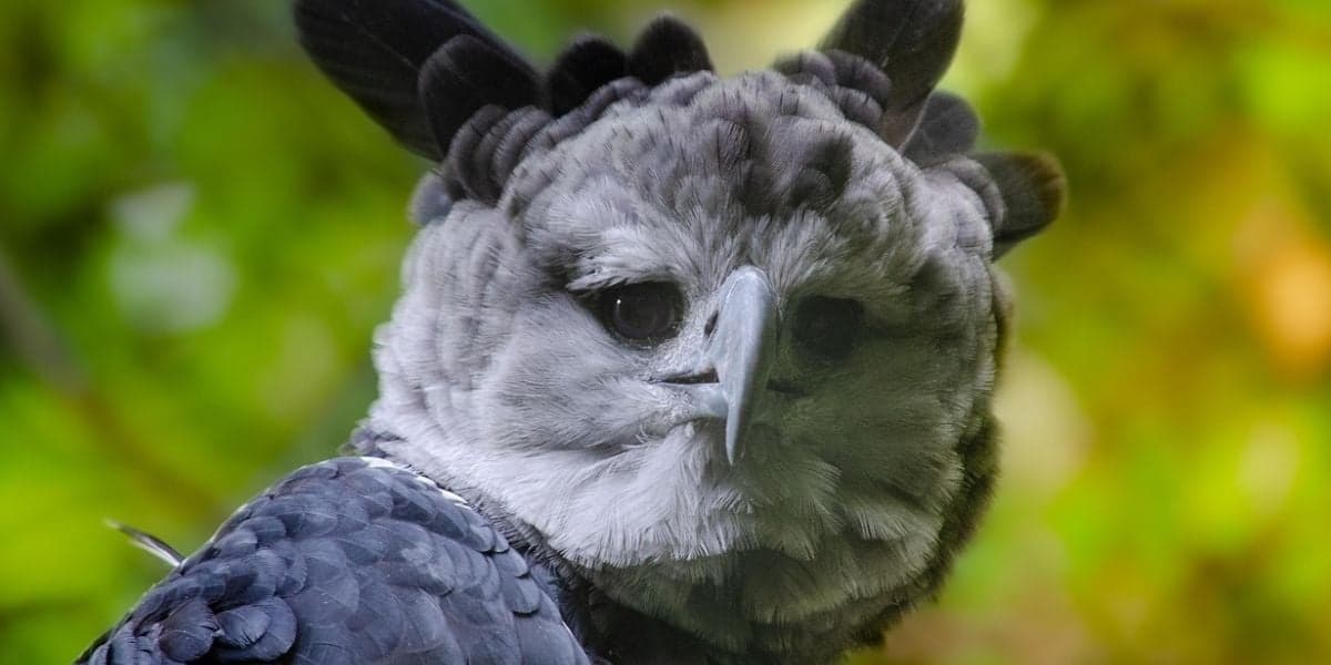 ¡Histórico avistamiento! Reaparece en Argentina el águila harpía tras más de 20 años