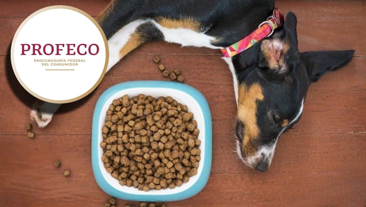 Es una de las croquetas para perro más CORRIENTES y mentirosas según la Profeco