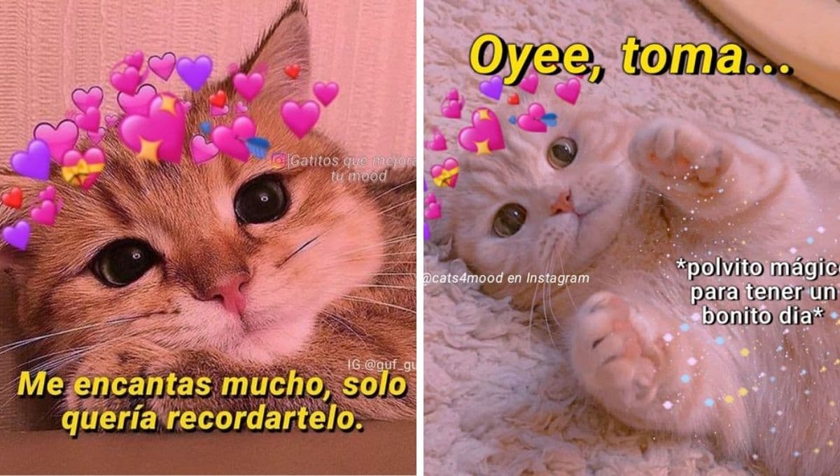 6 imágenes de gatos tiernos con frases bonitas para compartir
