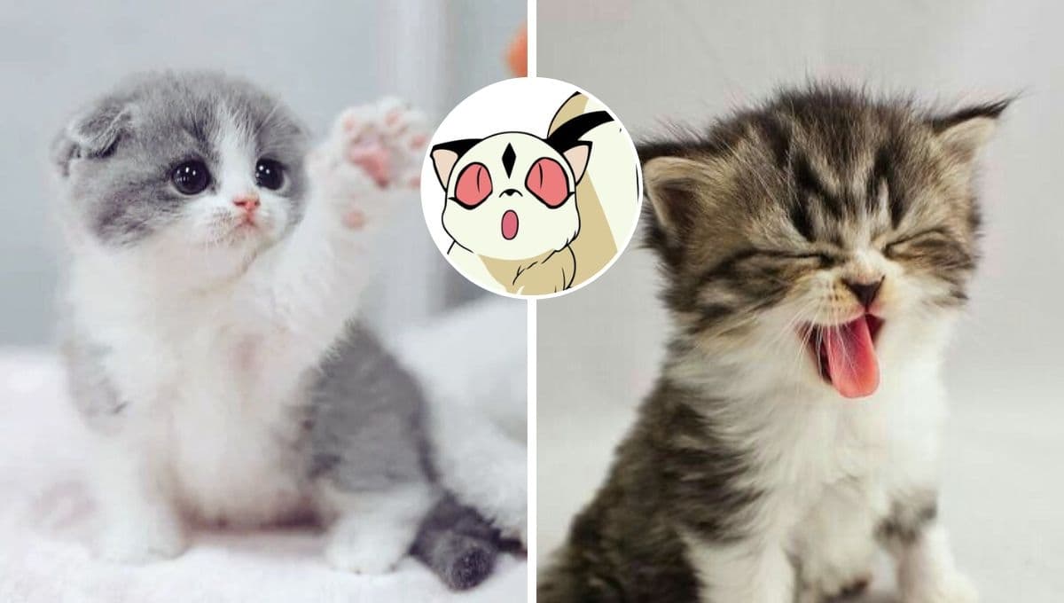 7 nombres japoneses de anime para gatos con su significado