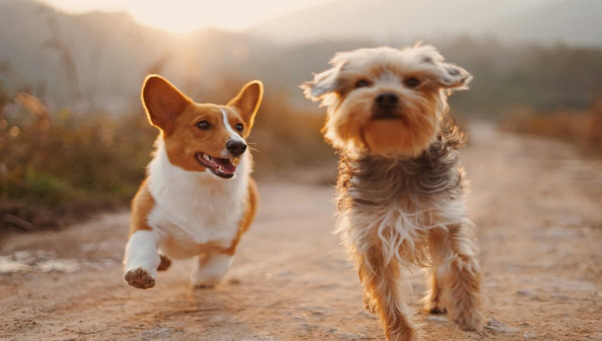 mejores croquetas para perro avaladas por Profeco