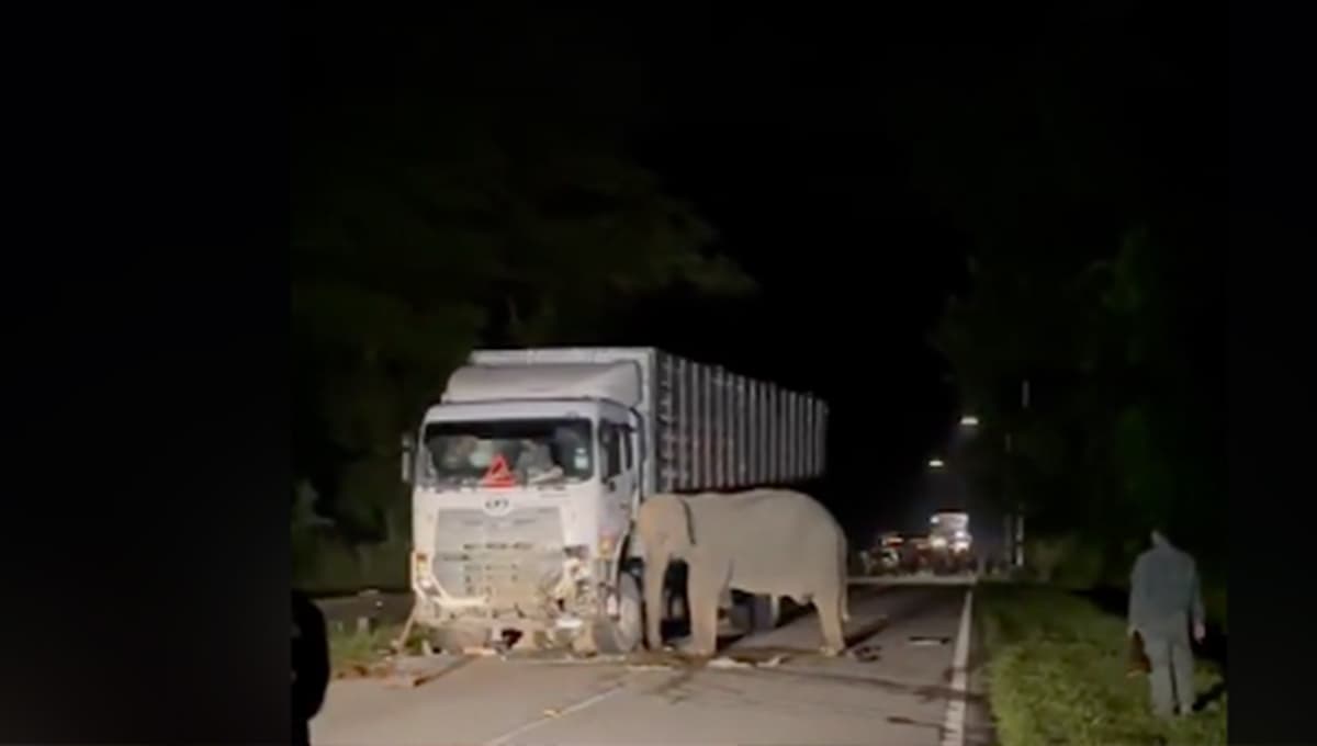 elefante madre empuja a camión que atropello a su cria