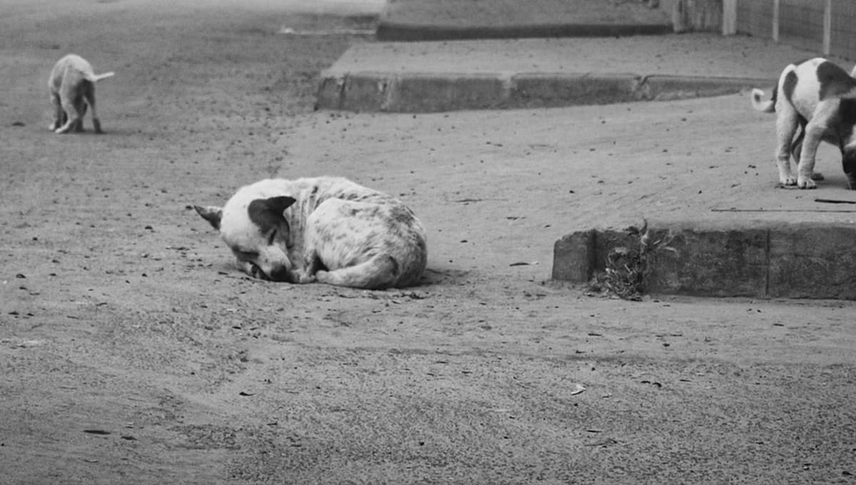 multas en el estado de mexico por dejar a un perro en una azotea