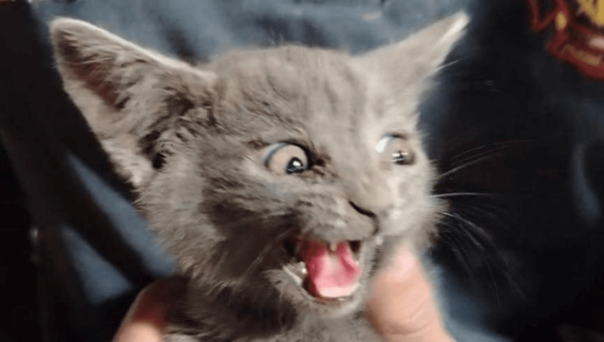 gato fue rescatado por bomberos