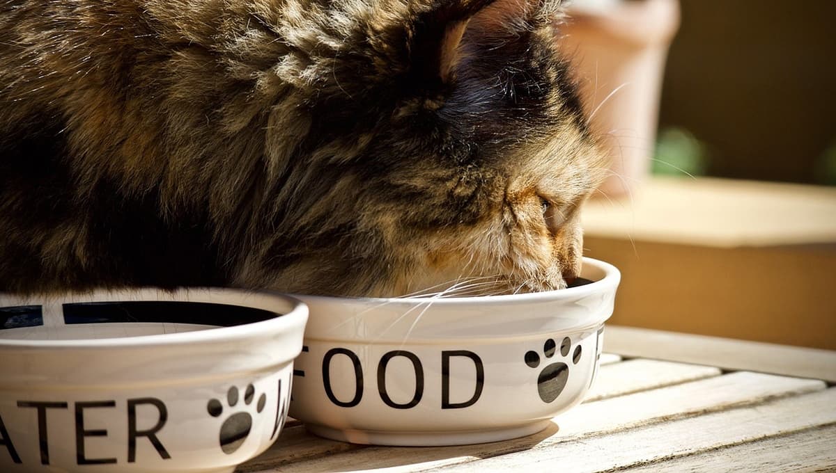 Top 3 mejores croquetas para gatos en 2025