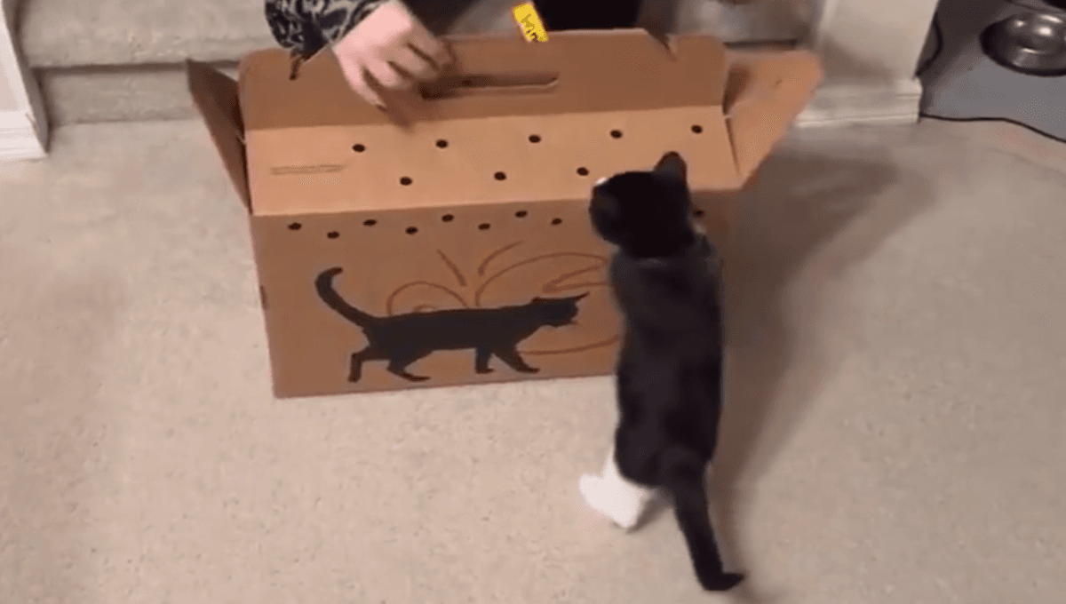 gato es presentado con su nuevo compañero