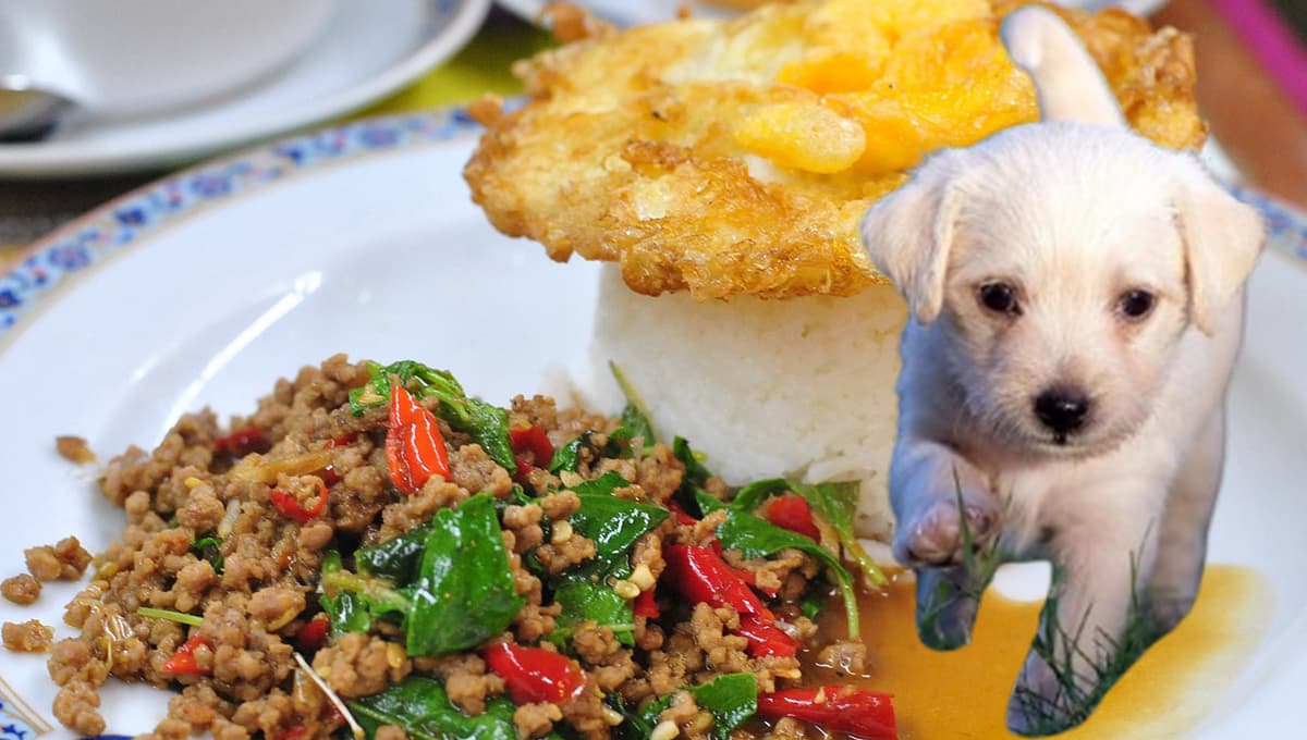 Los perros pueden comer huevo con chorizo alimentación