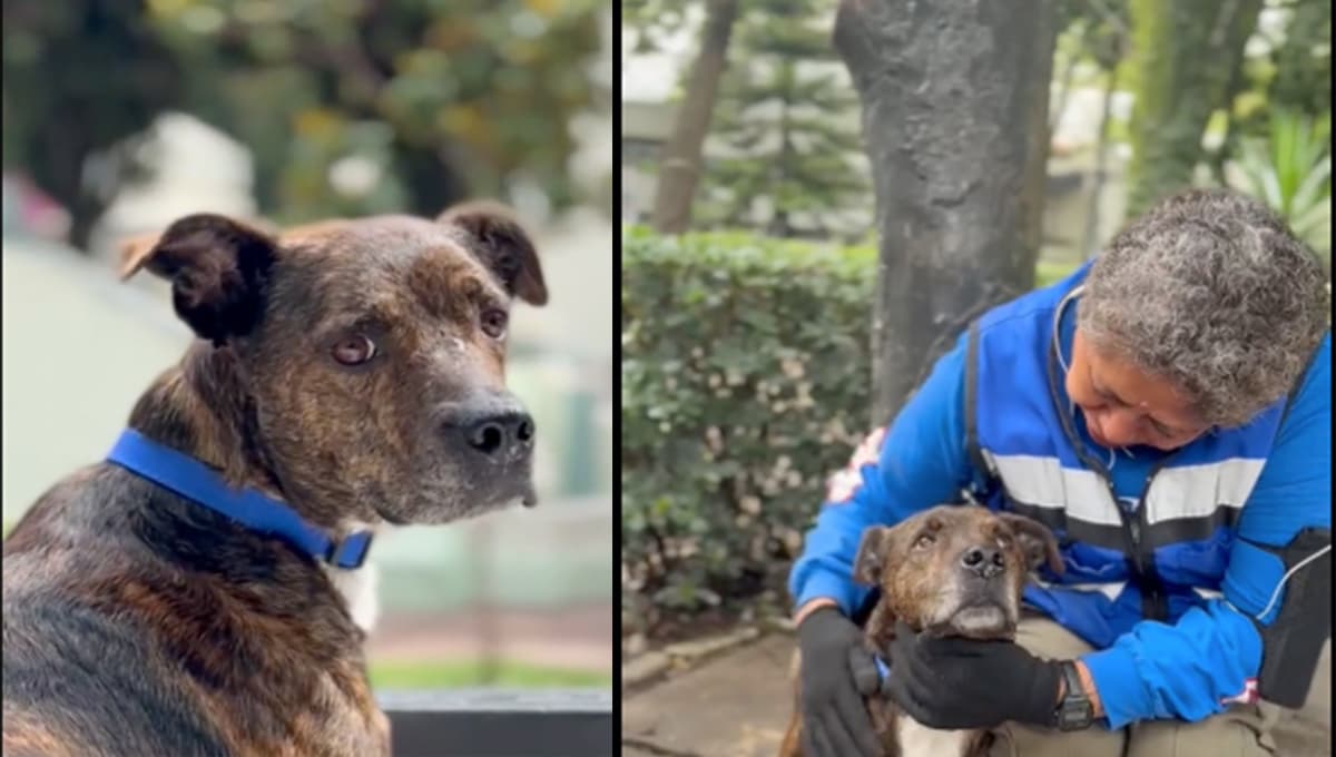 Perrito abandonado en Parque México conmovedora historia