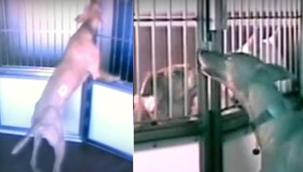 Perro roba comida de un refugio y libera a sus compañeros